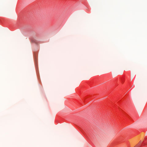 Romantic Roses Print