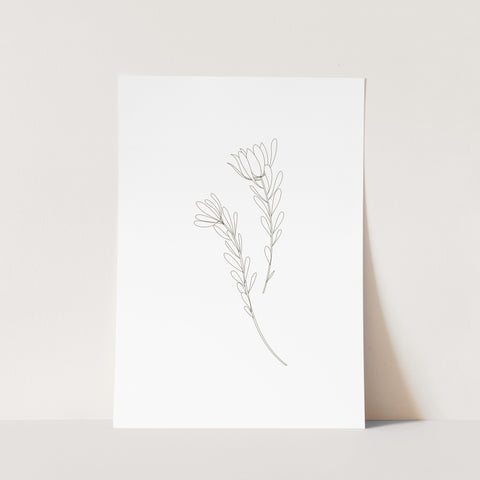 Leucadendron Print