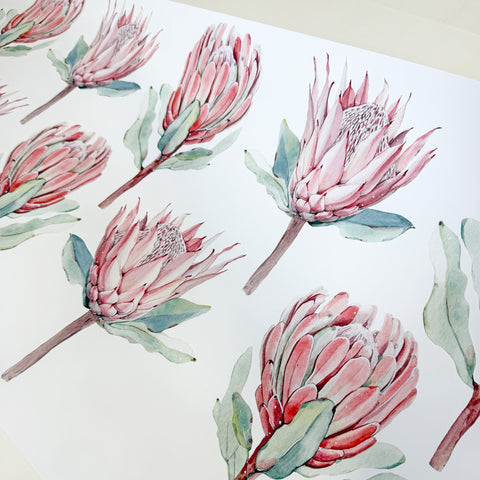 Pink Proteas