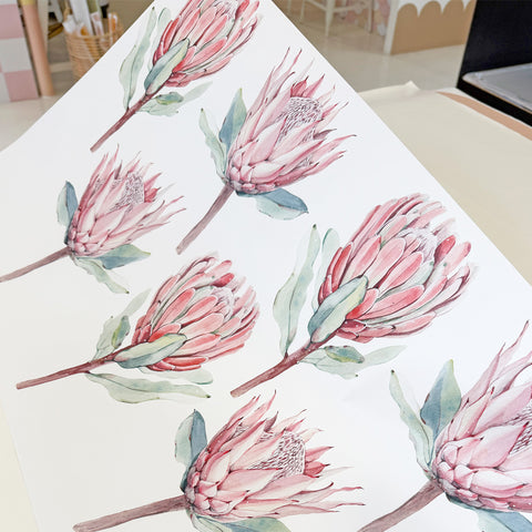 Pink Proteas