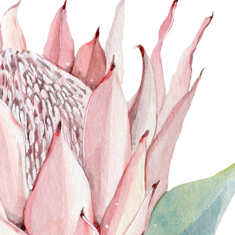 Pink Proteas