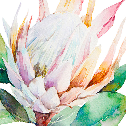 Watercolour Proteas